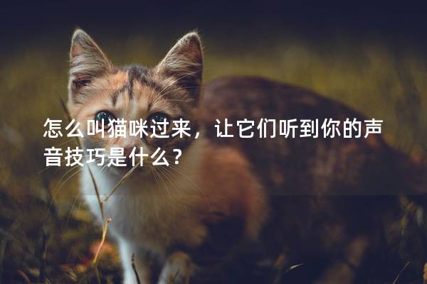 怎么叫猫咪过来，让它们听到你的声音技巧是什么？
