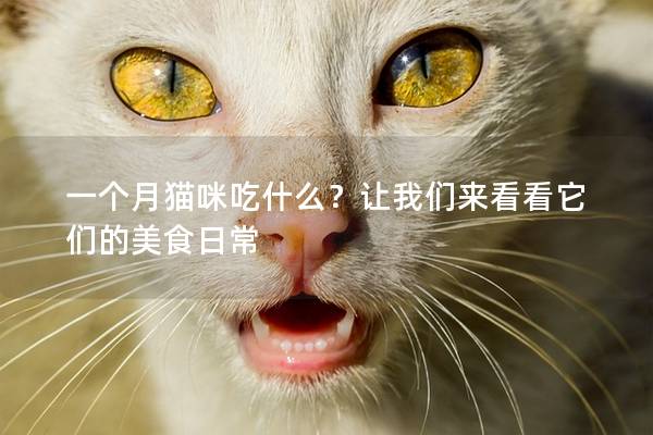 一个月猫咪吃什么？让我们来看看它们的美食日常