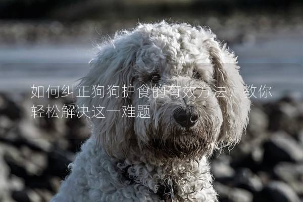 如何纠正狗狗护食的有效方法，教你轻松解决这一难题
