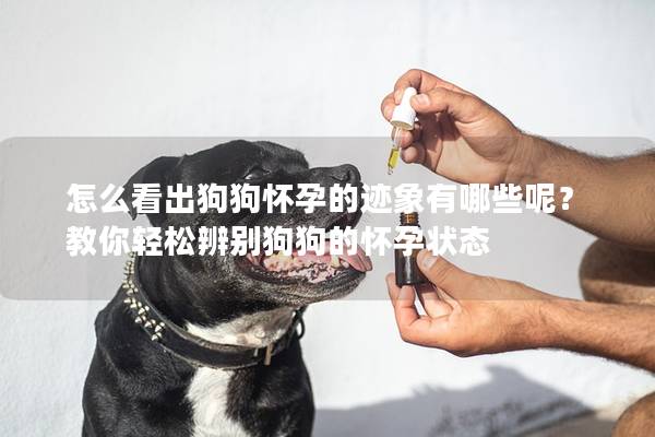 怎么看出狗狗怀孕的迹象有哪些呢？教你轻松辨别狗狗的怀孕状态