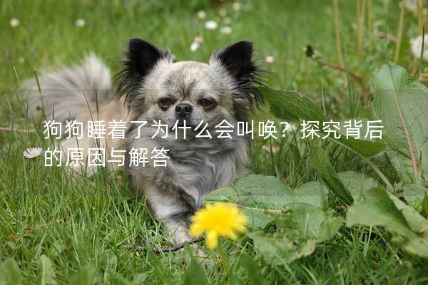 狗狗睡着了为什么会叫唤？探究背后的原因与解答