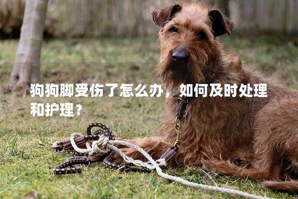狗狗脚受伤了怎么办，如何及时处理和护理？
