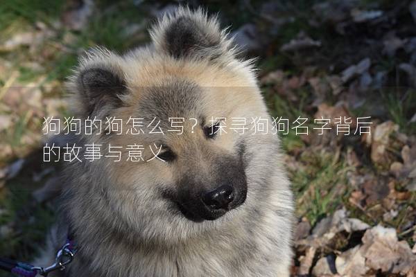 狗狗的狗怎么写？探寻狗狗名字背后的故事与意义
