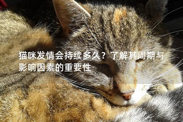 猫咪发情会持续多久？了解其周期与影响因素的重要性