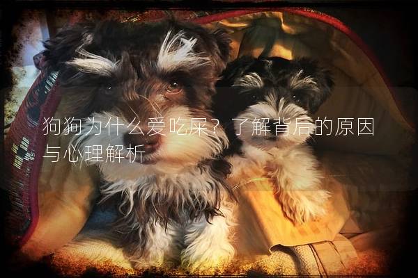 狗狗为什么爱吃屎？了解背后的原因与心理解析
