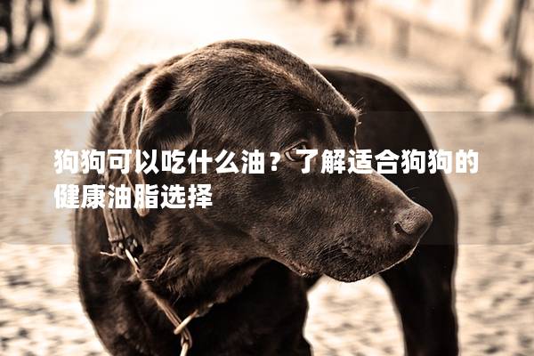 狗狗可以吃什么油？了解适合狗狗的健康油脂选择