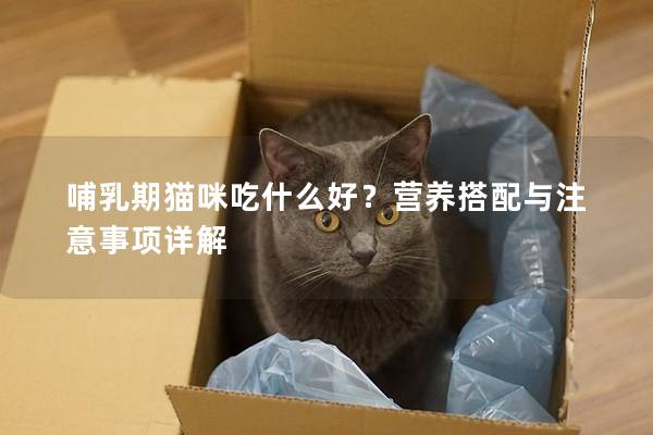 哺乳期猫咪吃什么好？营养搭配与注意事项详解