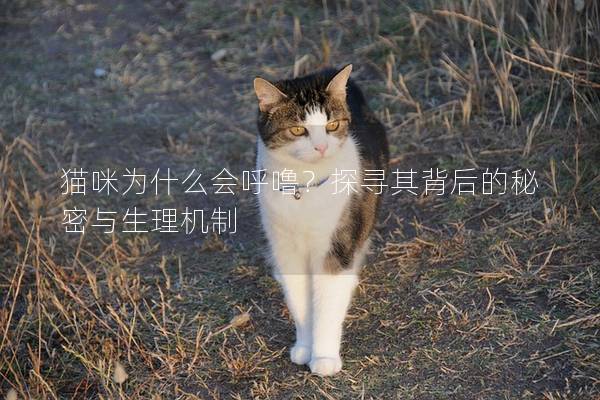 猫咪为什么会呼噜？探寻其背后的秘密与生理机制