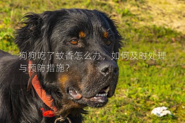 狗狗吃了蚊香怎么办，如何及时处理与预防措施？