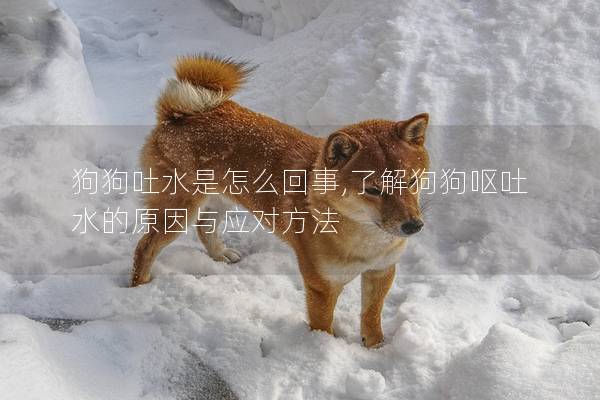 狗狗吐水是怎么回事,了解狗狗呕吐水的原因与应对方法