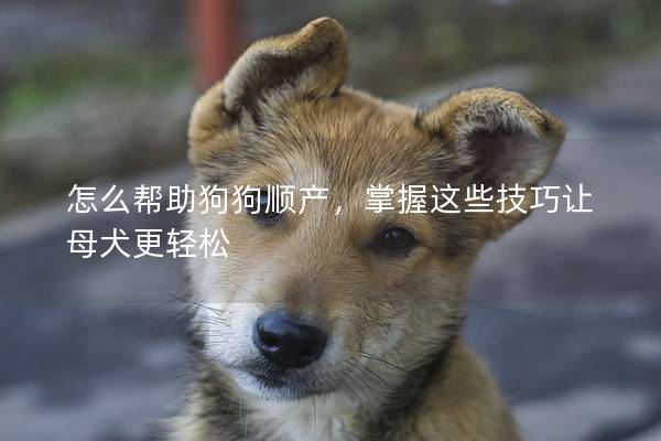 怎么帮助狗狗顺产，掌握这些技巧让母犬更轻松