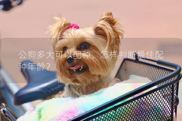 公狗多大可以配种，怎样判断最佳配种年龄？