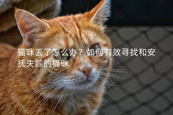 猫咪丢了怎么办？如何有效寻找和安抚失踪的猫咪