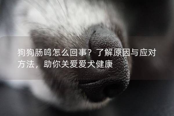 狗狗肠鸣怎么回事？了解原因与应对方法，助你关爱爱犬健康
