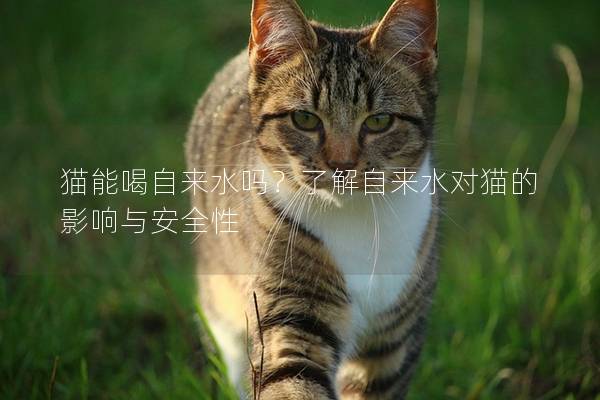 猫能喝自来水吗？了解自来水对猫的影响与安全性