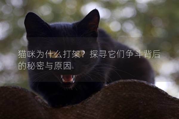 猫咪为什么打架？探寻它们争斗背后的秘密与原因
