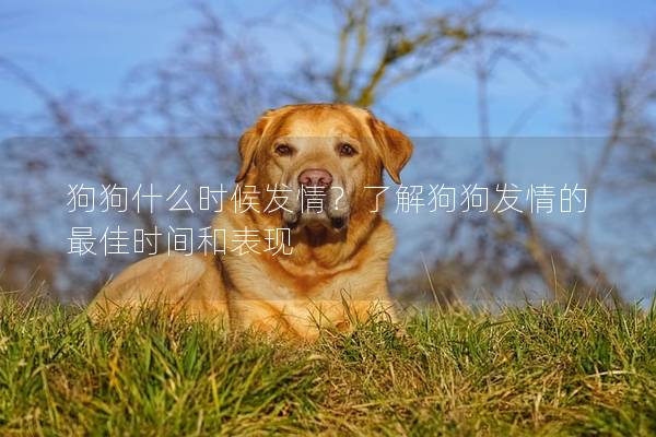 狗狗什么时候发情？了解狗狗发情的最佳时间和表现