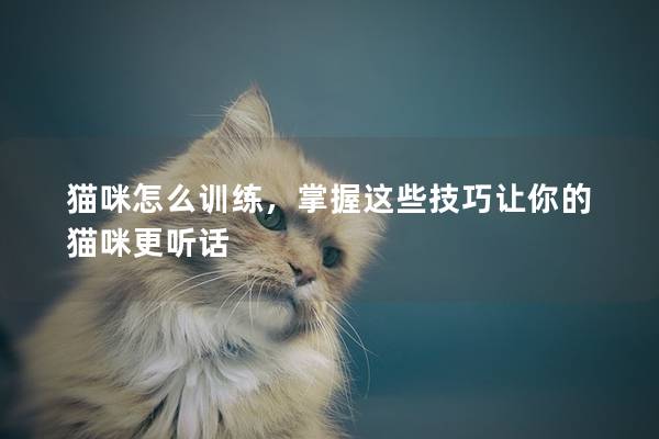 猫咪怎么训练，掌握这些技巧让你的猫咪更听话