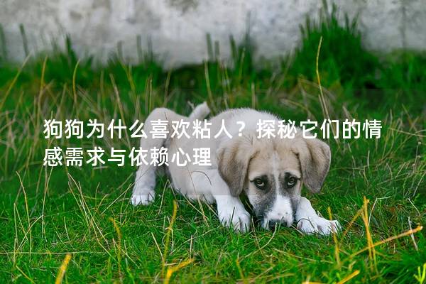 狗狗为什么喜欢粘人？探秘它们的情感需求与依赖心理