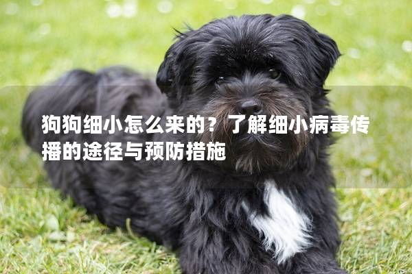 狗狗细小怎么来的？了解细小病毒传播的途径与预防措施