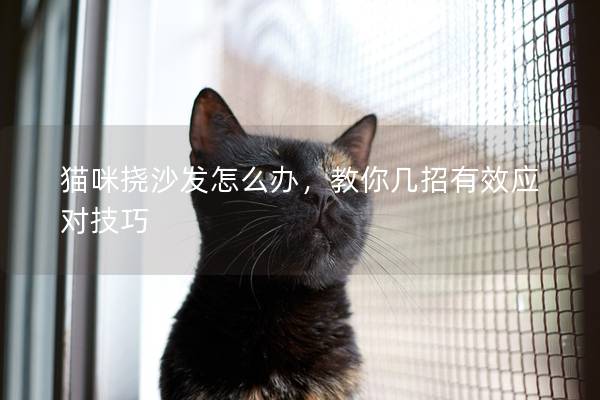 猫咪挠沙发怎么办，教你几招有效应对技巧