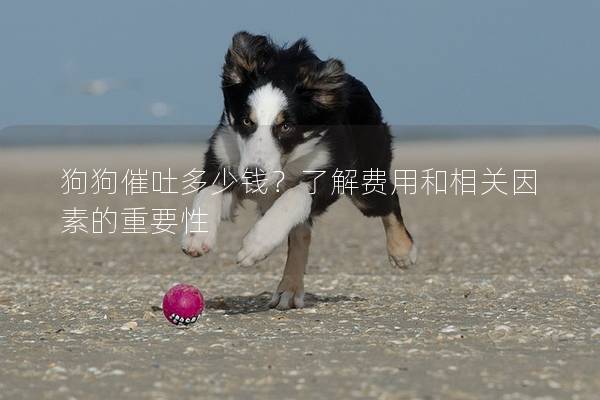 狗狗催吐多少钱？了解费用和相关因素的重要性