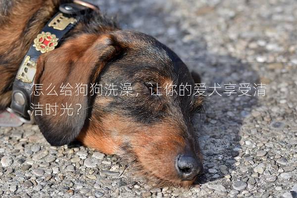 怎么给狗狗洗澡，让你的爱犬享受清洁时光？