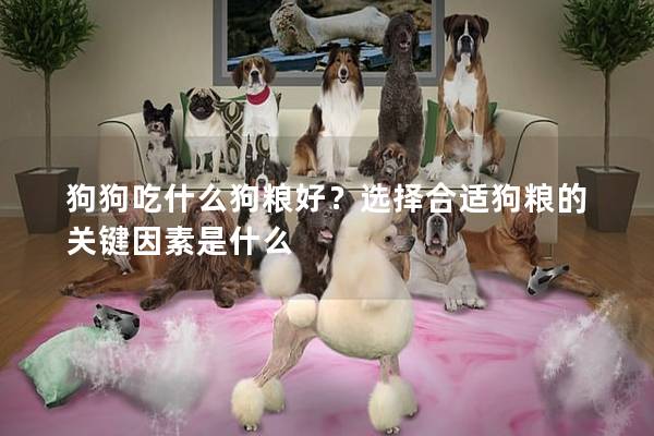 狗狗吃什么狗粮好？选择合适狗粮的关键因素是什么