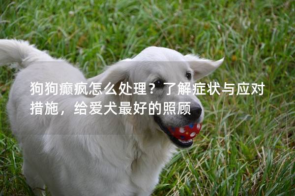 狗狗癫疯怎么处理？了解症状与应对措施，给爱犬最好的照顾