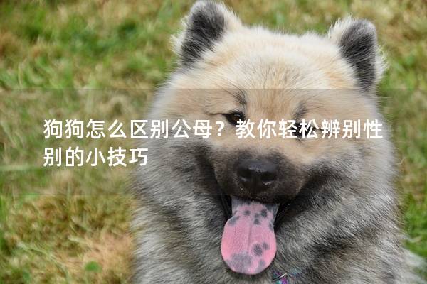 狗狗怎么区别公母？教你轻松辨别性别的小技巧