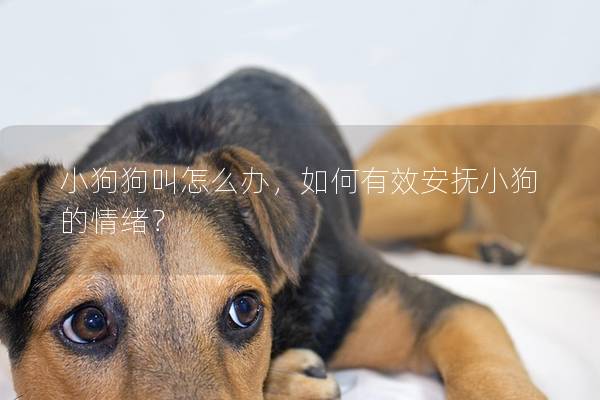 小狗狗叫怎么办，如何有效安抚小狗的情绪？