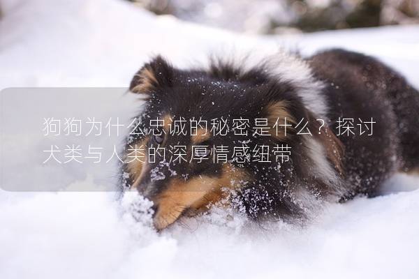 狗狗为什么忠诚的秘密是什么？探讨犬类与人类的深厚情感纽带