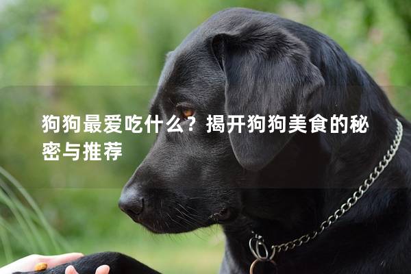 狗狗最爱吃什么？揭开狗狗美食的秘密与推荐
