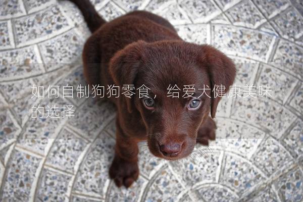 如何自制狗狗零食，给爱犬健康美味的选择