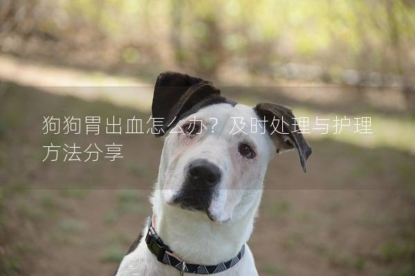 狗狗胃出血怎么办？及时处理与护理方法分享