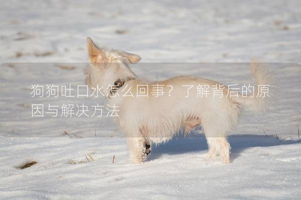 狗狗吐口水怎么回事？了解背后的原因与解决方法