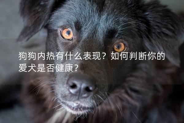 狗狗内热有什么表现？如何判断你的爱犬是否健康？