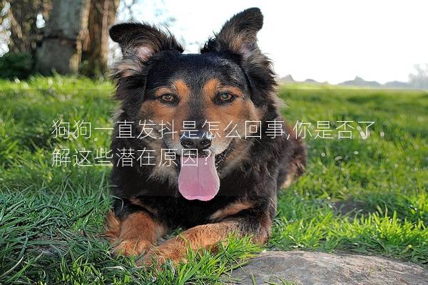 狗狗一直发抖是怎么回事,你是否了解这些潜在原因？