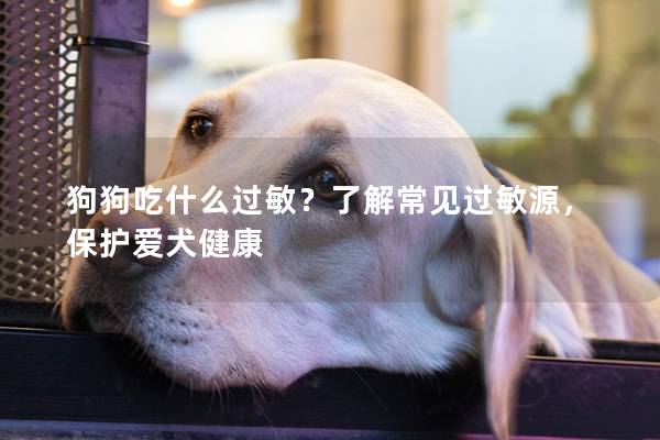 狗狗吃什么过敏？了解常见过敏源，保护爱犬健康
