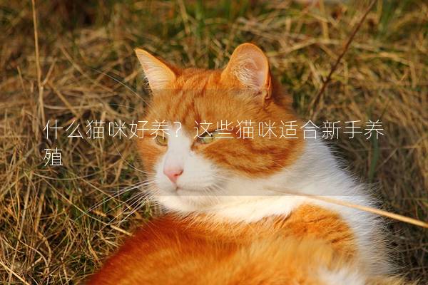 什么猫咪好养？这些猫咪适合新手养殖