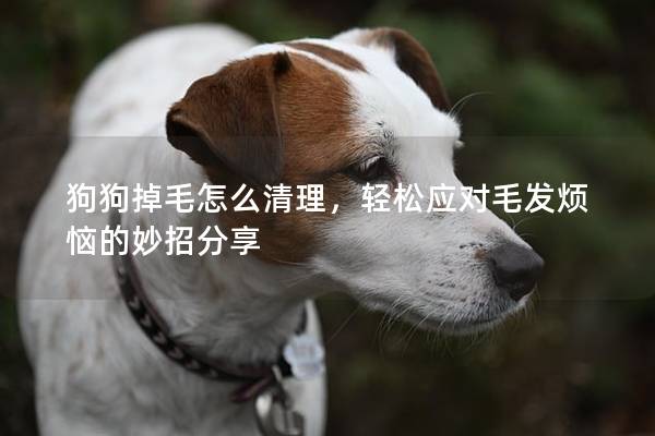 狗狗掉毛怎么清理，轻松应对毛发烦恼的妙招分享