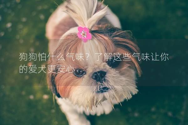 狗狗怕什么气味？了解这些气味让你的爱犬更安心