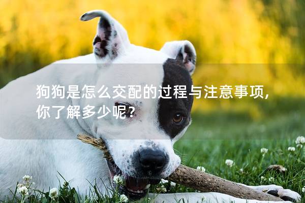 狗狗是怎么交配的过程与注意事项,你了解多少呢？