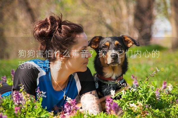 狗狗害怕什么声音？探寻它们内心的恐惧与安慰