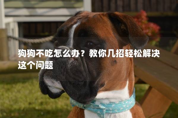 狗狗不吃怎么办？教你几招轻松解决这个问题