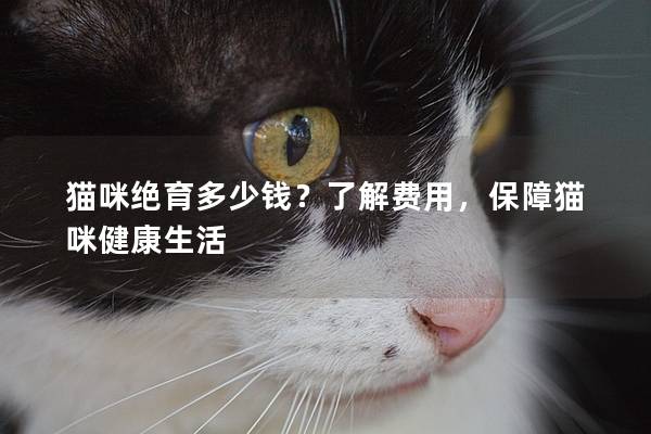 猫咪绝育多少钱？了解费用，保障猫咪健康生活