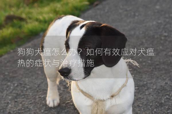 狗狗犬瘟怎么办？如何有效应对犬瘟热的症状与治疗措施