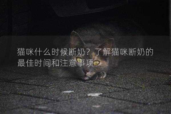 猫咪什么时候断奶？了解猫咪断奶的最佳时间和注意事项