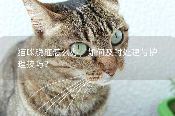 猫咪脱肛怎么办，如何及时处理与护理技巧？