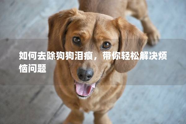 如何去除狗狗泪痕,带你轻松解决烦恼问题 如何去除狗狗泪痕,带你轻松解决烦恼问题
